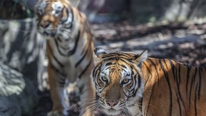 Royal Bengal Tiger in Sunderban: সুন্দরবনে বাঘের সংখ্যা জানতে শুরু ক্যামেরা ট্রাপিং