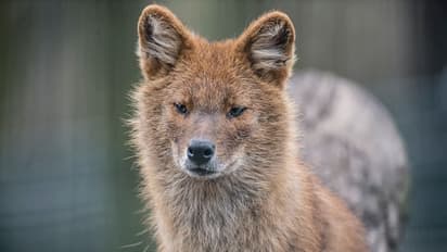 കണ്ണൂരിൽ കുറുക്കന്റെ ആക്രമണം: ഒൻപത് പേർക്ക് കടിയേറ്റു, ഒരാളുടെ നില ഗുരുതരം