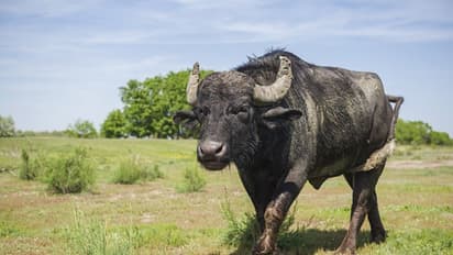 దున్నపోతుకి డీఎన్ఏ టెస్టు... రెండు గ్రామాల డిమాండ్