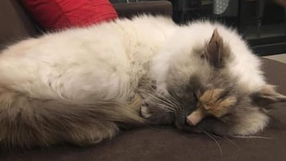 वायरल हो रही चोंच वाली बिल्ली की PHOTOS, कोई नहीं अपनाने को तैयार