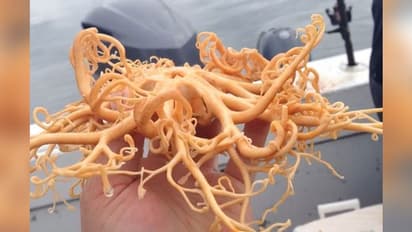 समुद्र में मछुआरे ने फेंका जाल, मछली की जगह फंसा 'एलियन'