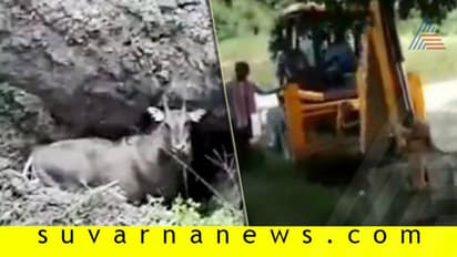 ಹಸಿವಿನಿಂದ ಬೆಳೆ ತಿಂದ ನೀಲಿಜಿಂಕೆ ಜೀವಂತ ಸಮಾಧಿ: ಮೂಕಪ್ರಾಣಿಗೆ ಇದೆಂತಾ ಶಿಕ್ಷೆ?