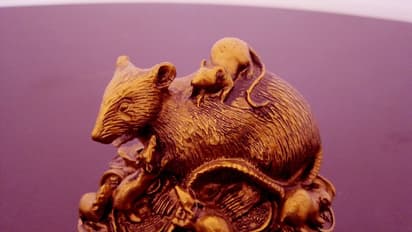 घर या ऑफिस में रखें फेंगशुई का नेवला, हर काम में मिलेगी सफलता