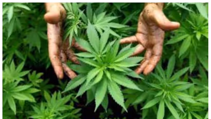 ಅತ್ತ ಅರಶಿನ, ಇತ್ತ ಮೆಣಸು, ಮಧ್ಯದಲ್ಲಿ ಗಾಂಜಾ..!