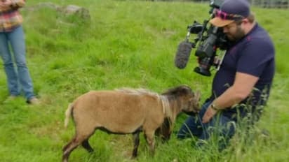 'എന്റെ വീഡിയോ പകര്ത്തുന്നോ!' ബിബിസി ക്യാമറാമാനെ ഇടിച്ചിട്ട് ആട്