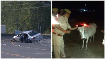 இரவில் மாடுகளால் ஏற்படும் விபத்தை தடுக்க சூப்பர் பிளான் போட்ட உ.பி. அரசு! ஐடியாவை கண்டு அசந்து போன மக்கள்!