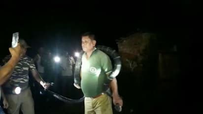 দশ ফুটের কিং কোবরা গলায় জড়িয়ে ছবি, আলিপুরদুয়ারে বনকর্মীর কেরামতি