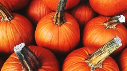 ಸಿಗದ ಬೆಲೆ ಸಿಗದ್ದಕ್ಕೆ ರೈತನಿಂದ ಧರ್ಮಸ್ಥಳಕ್ಕೆ ಕುಂಬಳಕಾಯಿ!