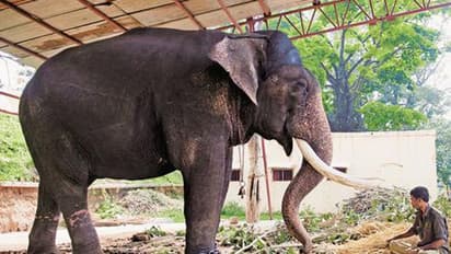 ಏಕಾಂಗಿಯಾಗಿ ಬಂದ ಬಲರಾಮ ಆನೆ!