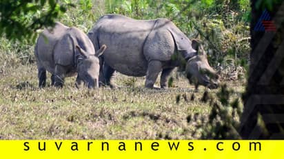 ಪ್ರಾಣಿ ರಕ್ಷಣೆಗೆ ಕಾಜೀರಂಗ ಉದ್ಯಾನದಲ್ಲಿ 36 ಕಿ.ಮೀ. ಉದ್ದದ ಫ್ಲೈಓವರ್‌?