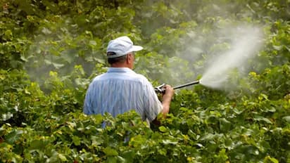 खेत से चूहे भगाने के लिए छिड़का था जहर, अगले दिन यूं बिखरी थी लाशें