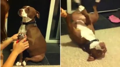 നഖം വെട്ടുന്നതിനിടെ നായക്കുട്ടി കുഴഞ്ഞുവീണു; ഈ വര്ഷത്തെ ഓസ്കാര് ഉറപ്പെന്ന് സോഷ്യല്മീഡിയ