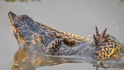 ഇര തേടുന്നതിനിടെ നേര്‍ക്കുനേര്‍ വന്ന് തുല്യ ശക്തികള്‍ പിന്നീട് സംഭവിച്ചത് - ചിത്രങ്ങള്‍