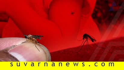ಕೊಳಕಲ್ಲಿ ಮಾತ್ರವಲ್ಲ, ಶುದ್ಧ ನೀರಲ್ಲೂ ಡೆಂಗ್ಯೂ ಸೊಳ್ಳೆ ಮೊಟ್ಟೆ ಇಡುತ್ತೆ!