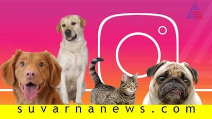 ಸ್ಟಾರ್‌ಗಳ ಸಾಕುಪ್ರಾಣಿಗಳಿಗೂ ಉಂಟು ಇನ್‌ಸ್ಟಾಅಕೌಂಟು