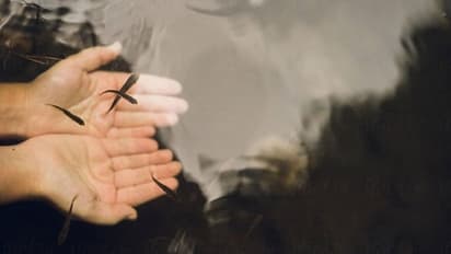 ಕೃಷಿ ಹೊಂಡಗಳ ಹೆಚ್ಚಳ: ಮೀನು ಮರಿಗಳಿಗೆ ಭಾರೀ ಬೇಡಿಕೆ