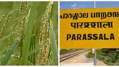 ആദ്യ സമ്പൂർണ്ണ തരിശു രഹിത മണ്ഡലമാകാനൊരുങ്ങി പാറശ്ശാല; നേട്ടം കൈവരിച്ചത് തളിർ പദ്ധതിയിലൂടെ