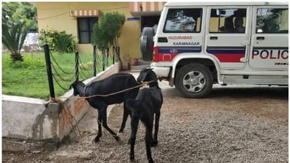 మొక్కలు తిన్న మేకలు... అరెస్టు చేసిన పోలీసులు