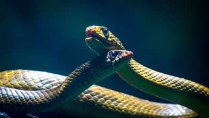 ಪತಿ ಜೊತೆ ಮಾತನಾಡುತ್ತಾ ಸರಸದ ಹಾವಿನ ಮೇಲೆ ಕುಳಿತು ಬಲಿ!