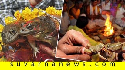 ಕಪ್ಪೆಗಳ ಭಾವನೆ ಕಸಿದ ಮೂಢನಂಬಿಕೆ: ಮದುವೆಯಾದ 2 ತಿಂಗಳಿಗೇ ವಿಚ್ಚೇದನ ಮಾಡ್ಸಿದ್ರು!