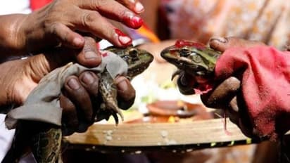 বিয়ে টিকল মোটে ২ মাস, জোর করে বিচ্ছেদ ঘটানো হল 'ব্যাঙ দম্পতি'র, বৃষ্টি থামবে কি