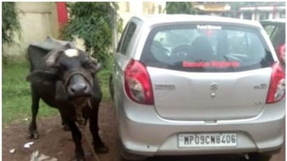 കൈക്കൂലി നല്കാന് പണമില്ല; തഹസീല്ദാറുടെ കാറില് പോത്തിനെ കെട്ടി കര്ഷകന്റെ പ്രതിഷേധം