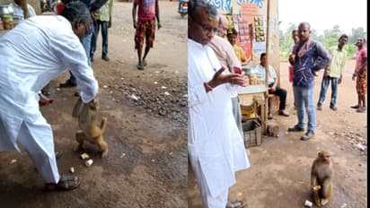 বাঁদরের কামড়ে জখম বিধায়ক, পাগল বাঁদর চিনতে 'কামান দাগা'