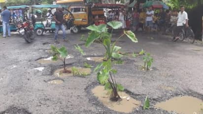 মাঝ রাস্তায় কচু গাছ,ছুটে  এলেন প্রশাসনের কর্তারা
