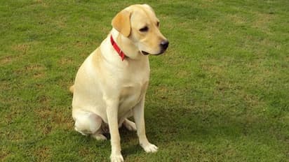 ప్రగతి భవన్లో కుక్క మృతి: డాక్టర్పై క్రిమినల్ కేసు