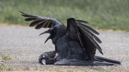 ಕಾಗೆಗಳ ಶವ ಸಂಭೋಗ: ಇದೆಂತಾ ವಿಚಿತ್ರ ನಡುವಳಿಕೆಯ ಪ್ರಯೋಗ!