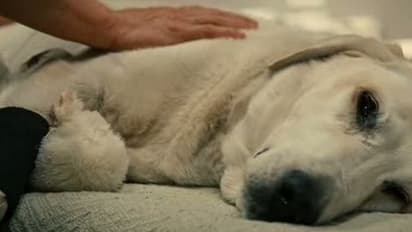 ವೈರಲ್ ಆಯ್ತು ಪಬ್ಲಿಕ್‌ ಸ್ಟೋರ್‌ನಲ್ಲಿ ನಿದ್ರಿಸಿದ ಶ್ವಾನದ ಫೋಟೋ..!