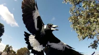 അപകടകാരിയായ പക്ഷിയില് നിന്ന് രക്ഷപ്പെട്ടു; എന്നിട്ടും മരണം അയാളെ കൊത്തിയെടുത്തു