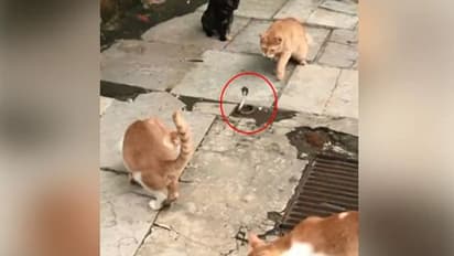 റോഡിലിറങ്ങിയ പാമ്പിനെ നേരിട്ട് പൂച്ചകള്, വീഡിയോ പിടിച്ച് ബോളിവുഡ് താരം