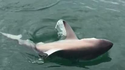 സ്രാവ് വില്ലനായി: യുവാവിന് തടവും പിഴയും സാമൂഹ്യസേവനവും ശിക്ഷ വിധിച്ച് കോടതി