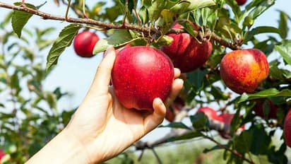 Fact Check: ಕಾಶ್ಮೀರಿಗಳಿಗೆ ಸೇರಿದ ಆ್ಯಪಲ್ ಮರಗಳನ್ನು ಕಡಿದು ಹಾಕಿತಾ ಕೇಂದ್ರ ಸರ್ಕಾರ?