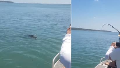 ചൂണ്ടയില് കുടുങ്ങിയ വമ്പനെക്കണ്ട് ഭയന്നു; തുറന്ന് വിട്ടിട്ടും വൃദ്ധനെ വേട്ടയാടി ഭീകരന്