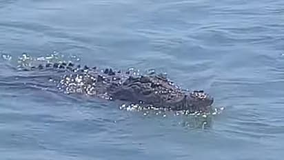 ಗೆಳತಿ ರಕ್ಷಿಸಲು ಮೊಸಳೆ ಕಣ್ಣಿಗೆ ತಿವಿದ ಧೀರ ಬಾಲಕಿ!