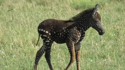 കറുപ്പും വെളുപ്പും വരകളില്ലാത്ത സീബ്ര; കാരണം എന്തെന്നറിയാമോ...