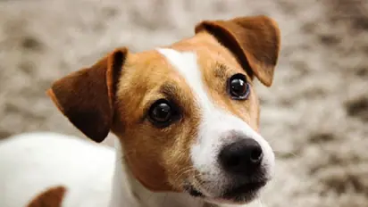 Dog dies trying to alert family of fire