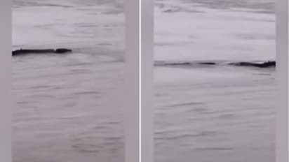 രാക്ഷസപ്പാമ്പോ കൂറ്റന്‍ മത്സ്യമോ?; 'വിചിത്രജീവി'യെ ഒടുവില്‍ തിരിച്ചറിഞ്ഞു