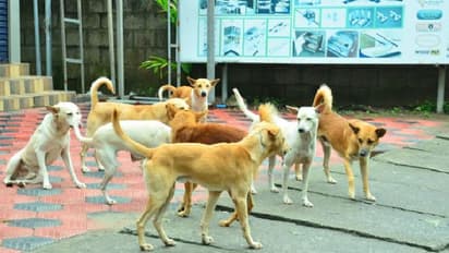 തെരുവ് നായ ആക്രമണം: വിദ്യാർഥികളടക്കം ഏഴ് പേർക്ക് കടിയേറ്റു