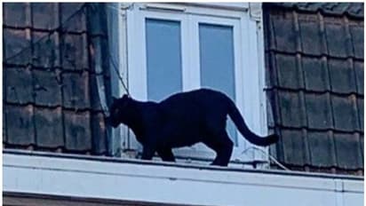 വീടിന്റെ മേല്ക്കൂരയില് കരിമ്പുലി- വീഡിയോ