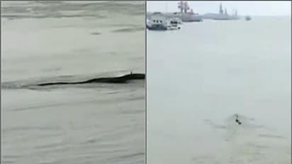চিনের নদীতে রহস্যময় 'দৈত্য', দেখা গেল কালো রঙের ভয়ানক চেহারা, দেখুন ভিডিও