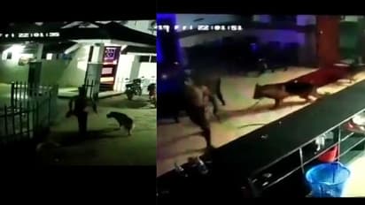 തൃശ്ശൂരിൽ ജർമ്മൻ ഷെപ്പേർഡ് നായകളുമായെത്തി യുവാക്കൾ ബാർ അടിച്ചുതകർത്തു