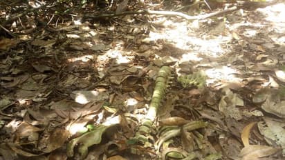 കോഴിക്കോട് ഒളവണ്ണയിൽ ഒഴിഞ്ഞ പറമ്പിൽ അസ്ഥികൂടം, പൊലീസ് അന്വേഷണം തുടങ്ങി