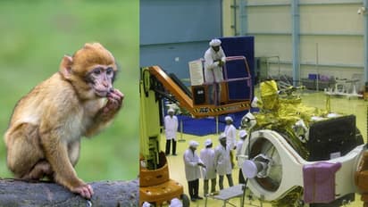 বিষাক্ত গ্যাসে প্রাণ গেল অসংখ্য বাঁদর-পায়রার, ঘটনায় নাম জড়াল ইসরোর ৫ ইঞ্জিনিয়ার-সহ আরও অনেকের