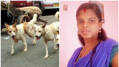 തെരുവുനായ കുറുകെ ചാടി; ബൈക്കില് നിന്നും വീണ യുവതിക്ക് ദാരുണാന്ത്യം