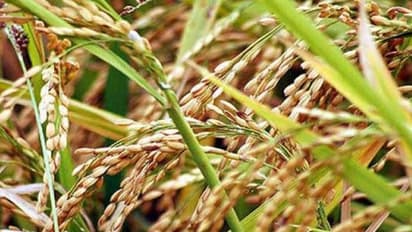 உணவுப் பொருட்களின் விலை உயர வாய்ப்பு: அறிக்கையில் அதிர்ச்சி!