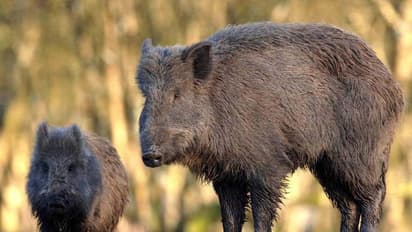 ಲೋಕಾಪುರದಲ್ಲಿ ಹಂದಿಗಳ ಹಾವಳಿ: ಸಾಂಕ್ರಾಮಿಕ ರೋಗಗಳ ಭೀತಿ