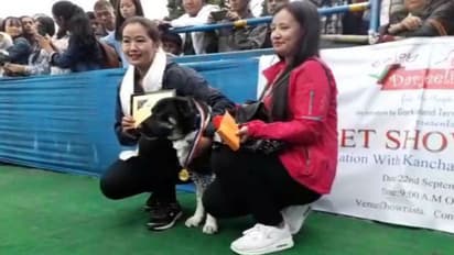 চিতার উপর ঝাঁপিয়ে পড়ে মালকিনকে রক্ষা, দার্জিলিংয়ে সম্মানিত টাইগার